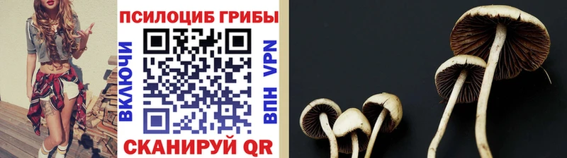 omg маркетплейс хочу наркоту Хадыженск Галлюциногенные грибы мицелий